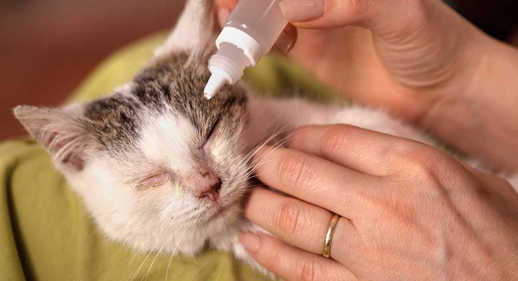 Treatment of eye diseases in cat