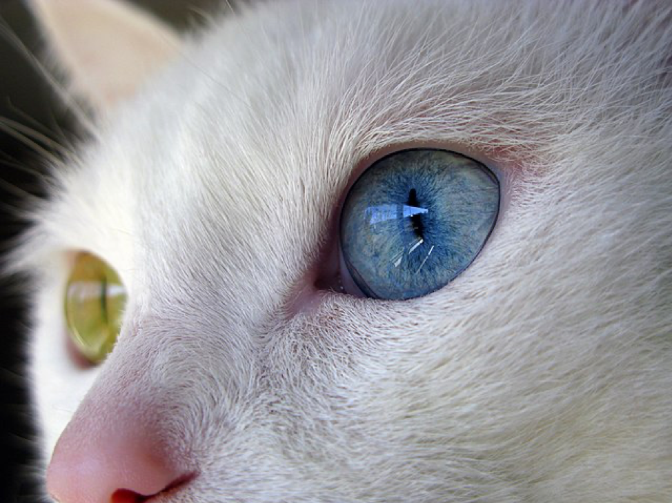 Cat with corneal ulceration