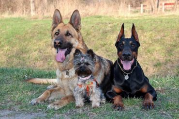 Other dogs and German shepherd