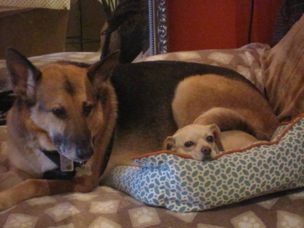 Small dog and german shepherd sleeping together