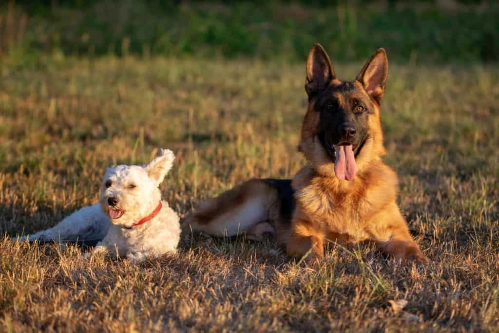 Introducing other dogs to German shepherd