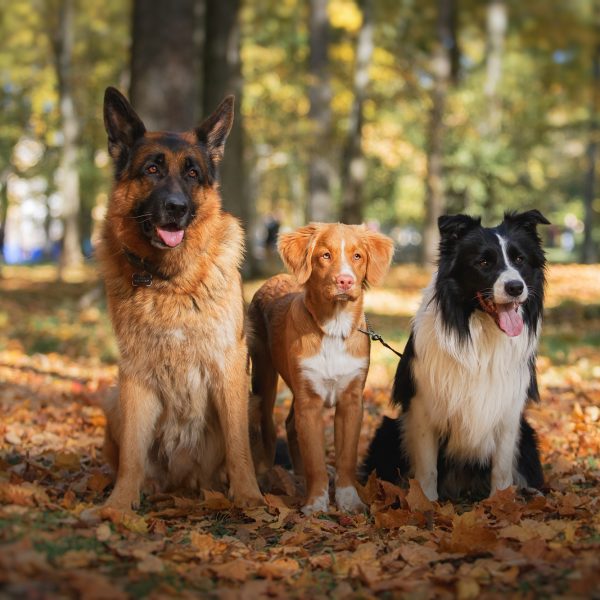 Other dogs with German shepherd