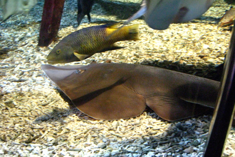 The blackchin guitarfish breed