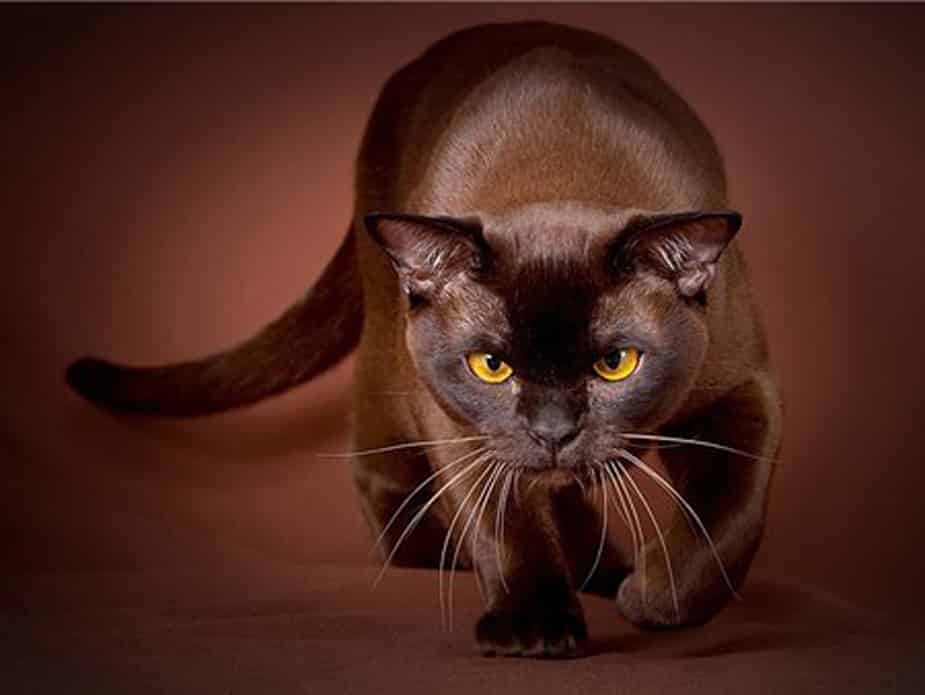 Body structure of Havana brown cat