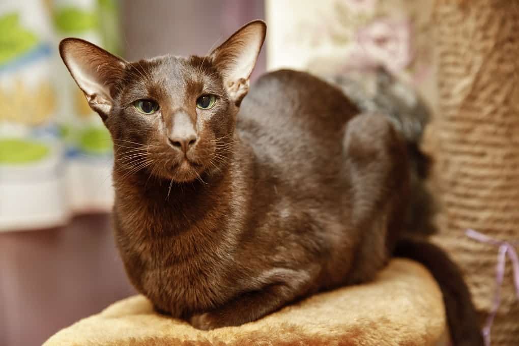 Havana cat breed displaying its behaviour