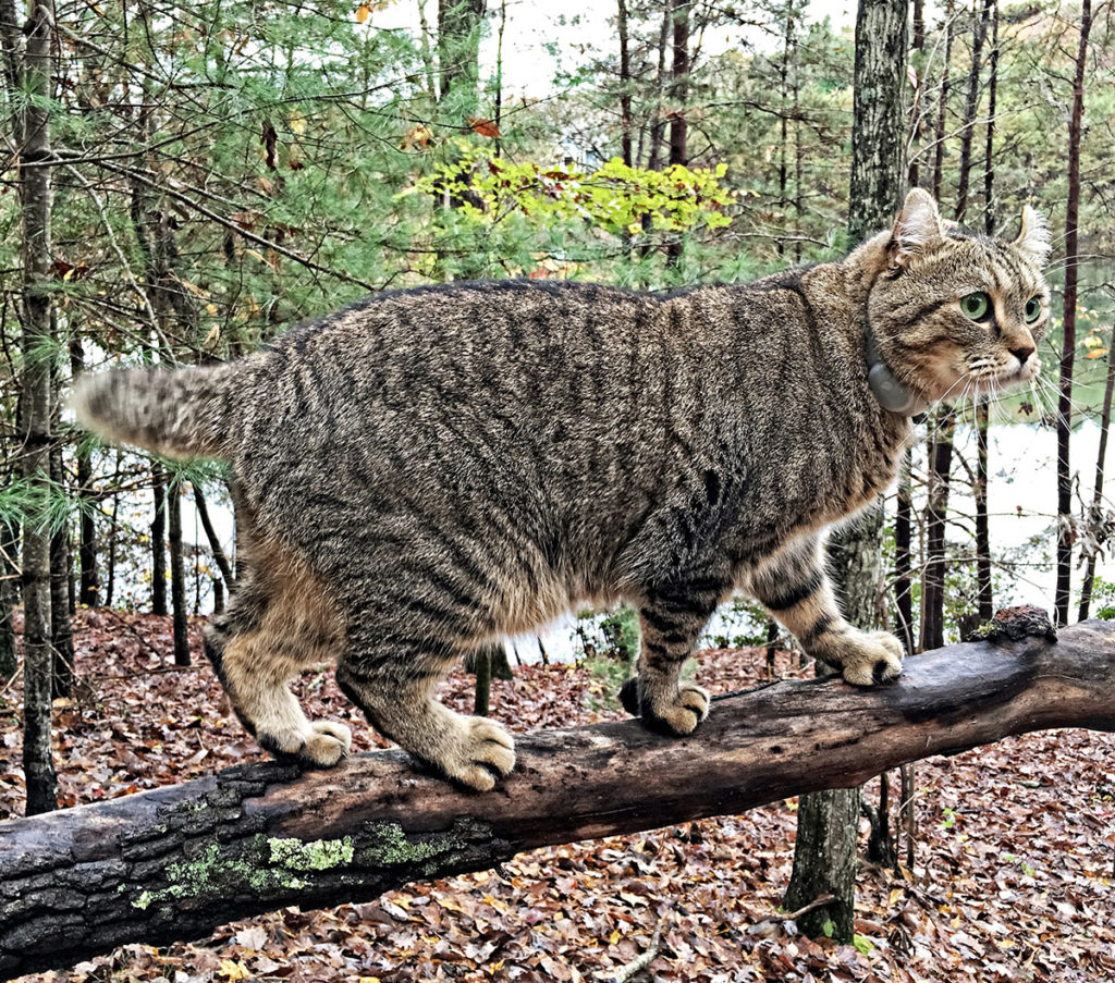 The Body structure of highlander cat