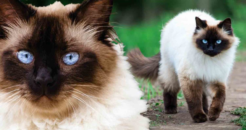Body structure of Himalayan cat breed