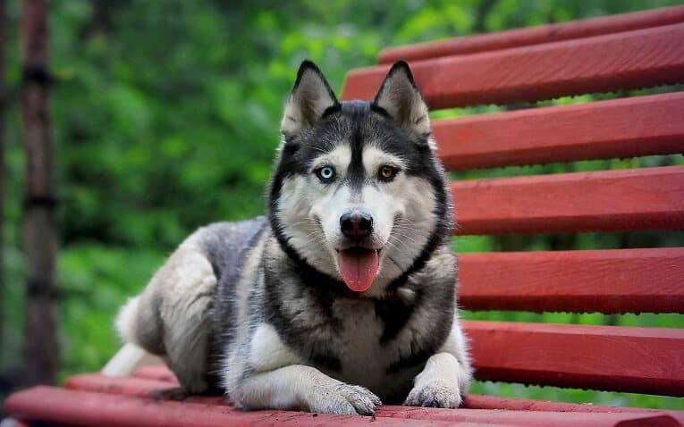 Husky displaying its behaviour by lying on the bench