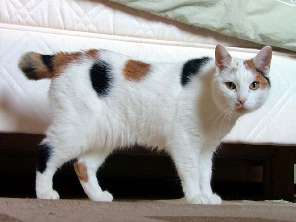 The japanese cat body structure