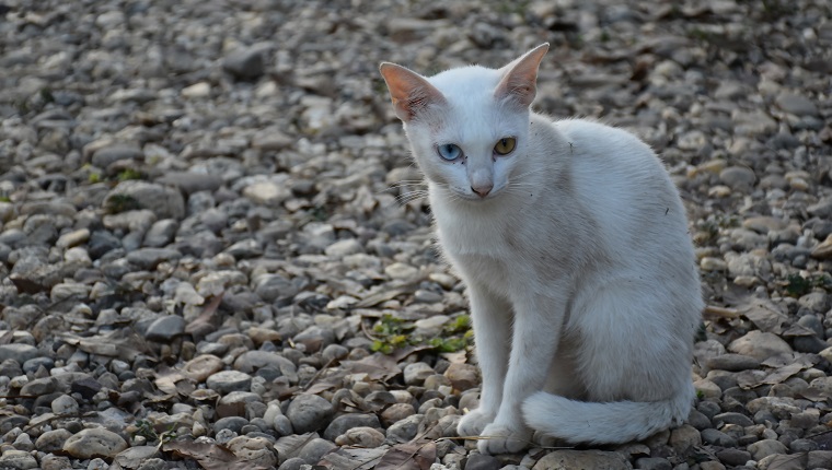 Khao manee cat looking for caring