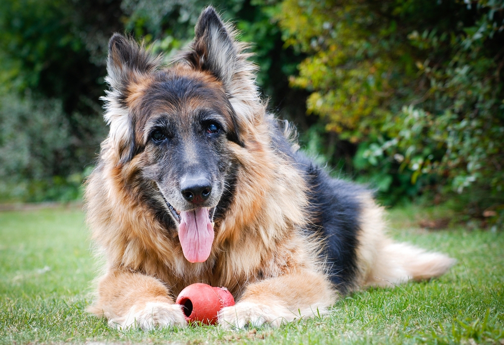 How to help your dog live longer
