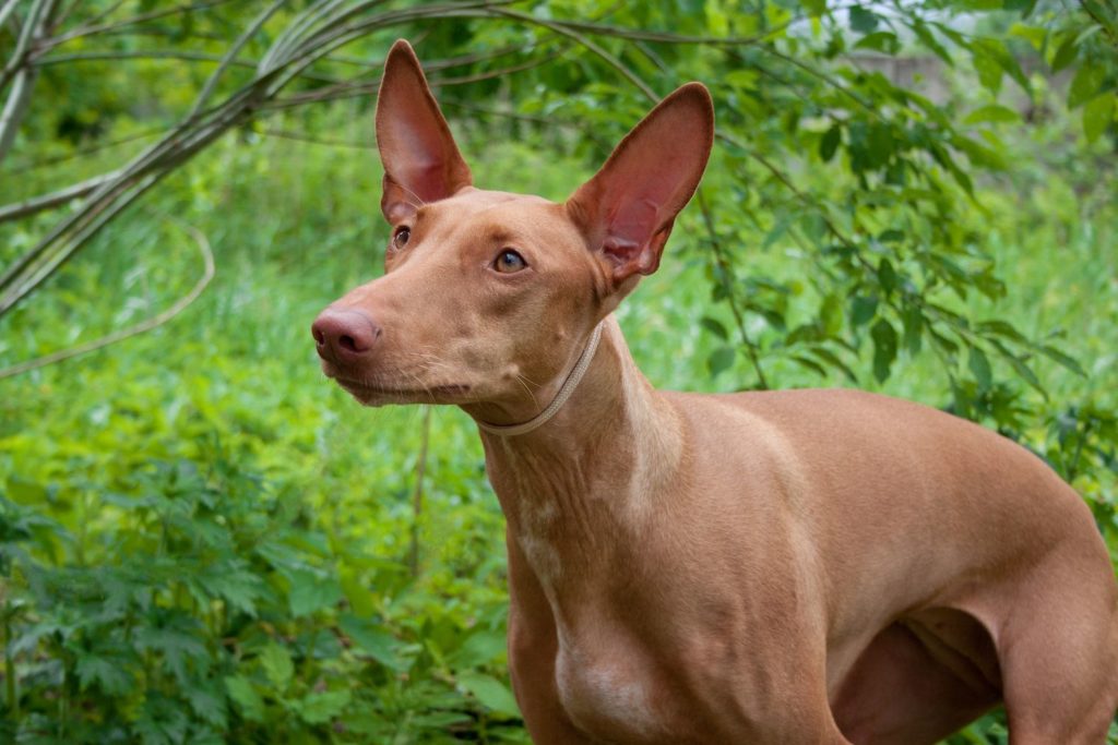 Pharaoh hound dog breed in the bush