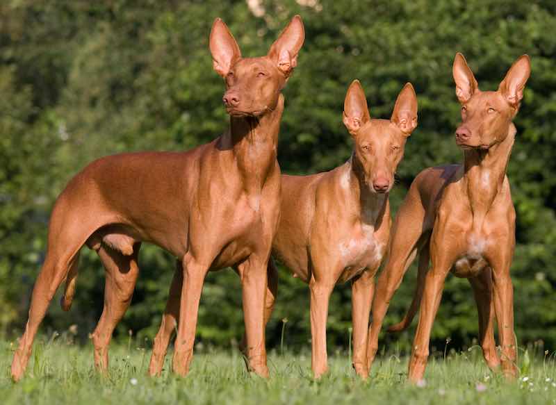 The physical appearance of pharaoh hound dog