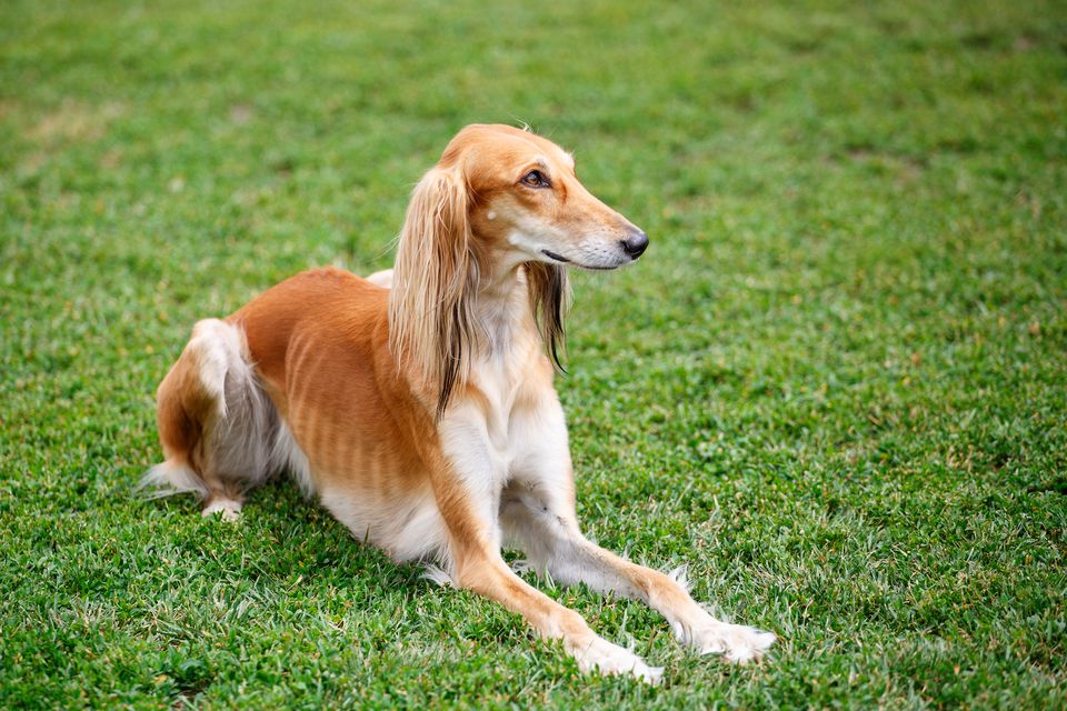 physical Appearance of a sitting saluki