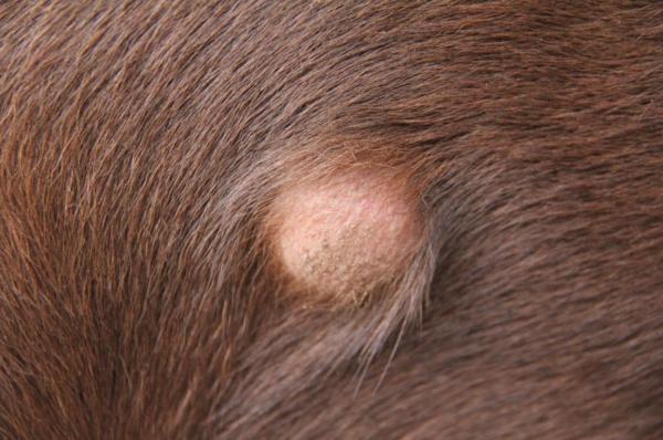 A dog with abscess on its skin
