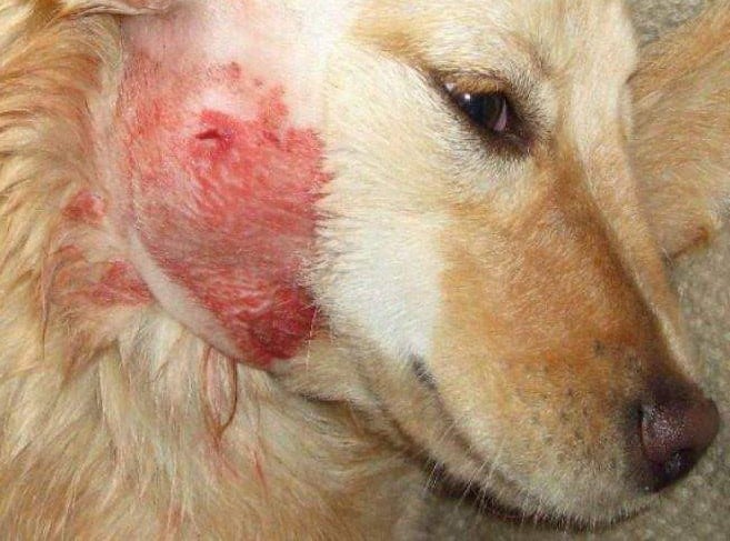 Abscess on the neck region of the dog