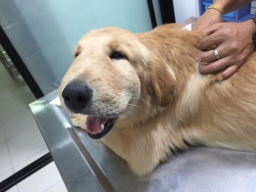 Anaphylaxis reaction cause bulge on the dog face
