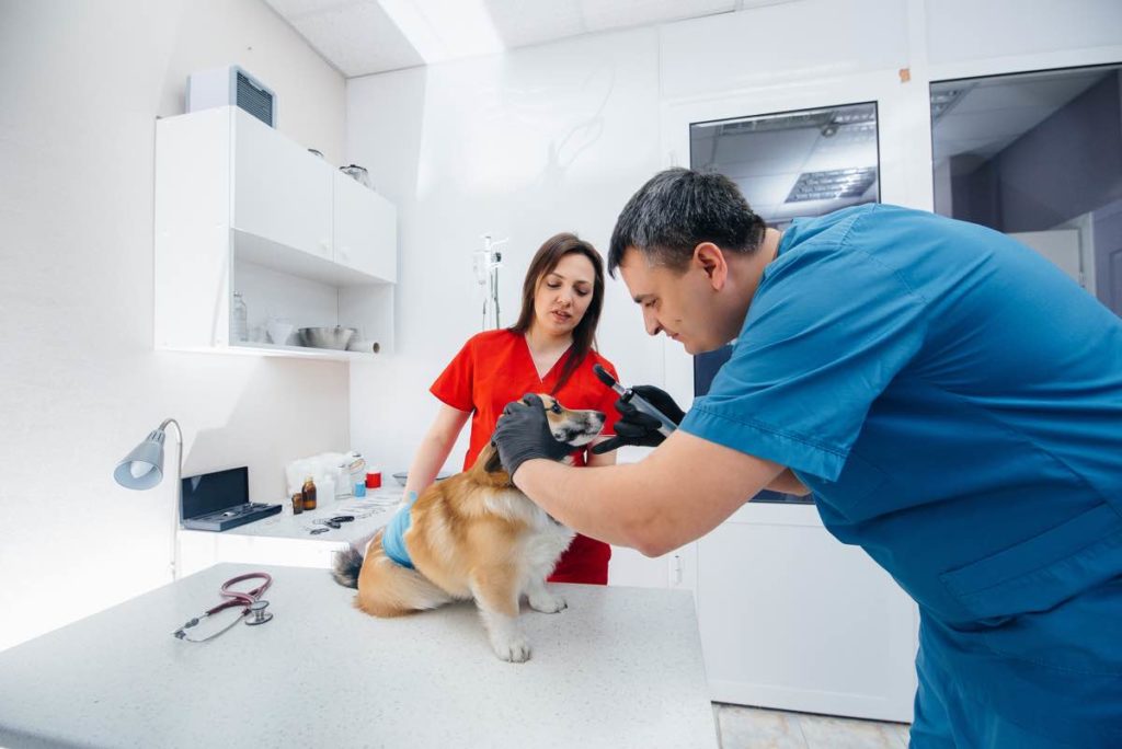 A dog with anaphylaxis is being treat by a vet