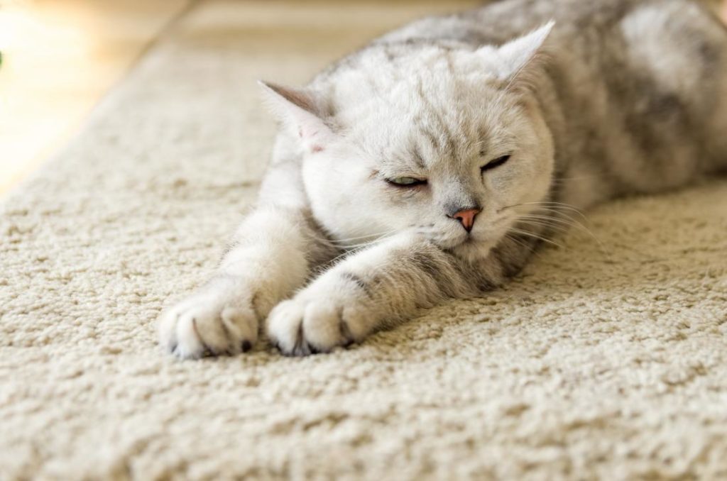 Anaphylaxis in cats make it to lie down
