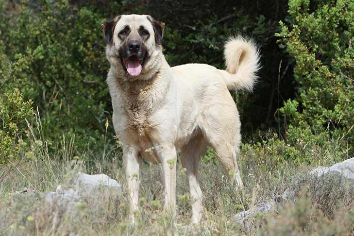 physical appearance of Anatolian shepherd standing