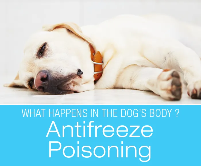 Antifreeze poisoning affecting the dog