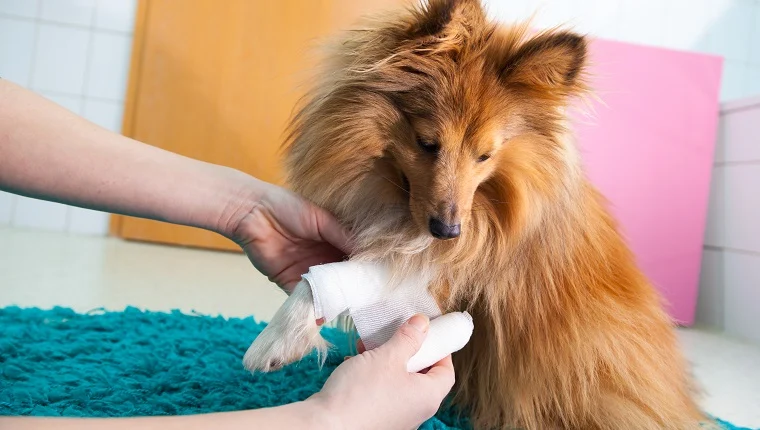 A dog being receiving treatment for bacterial infection