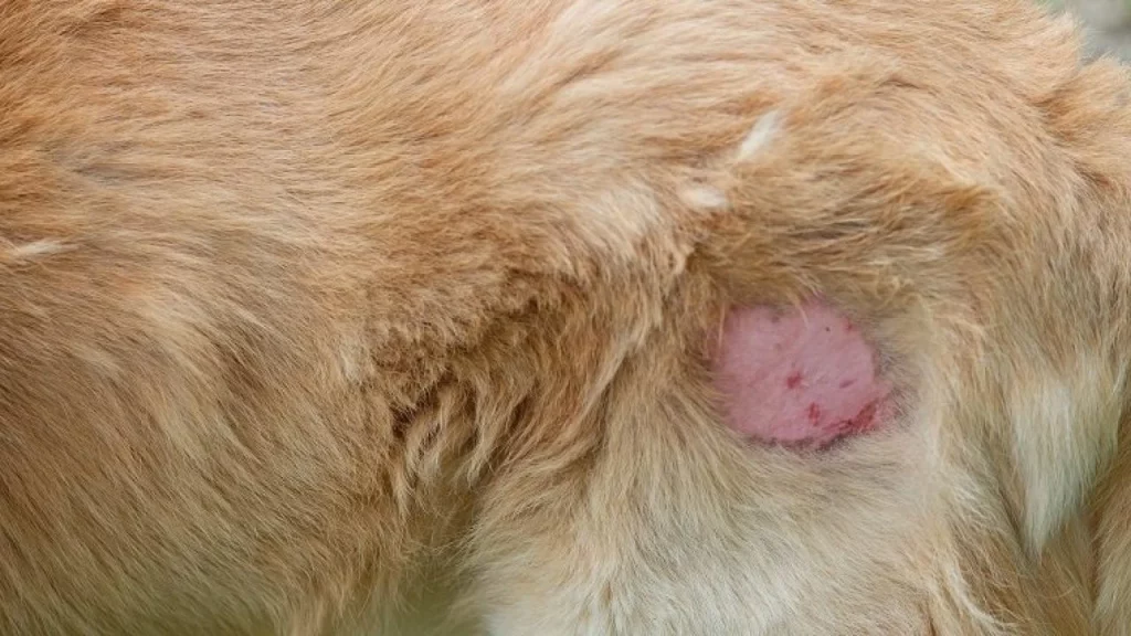 A dog suffering from bacterial infection