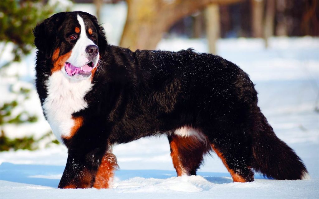 The Bernese mountain dog standing on the ice