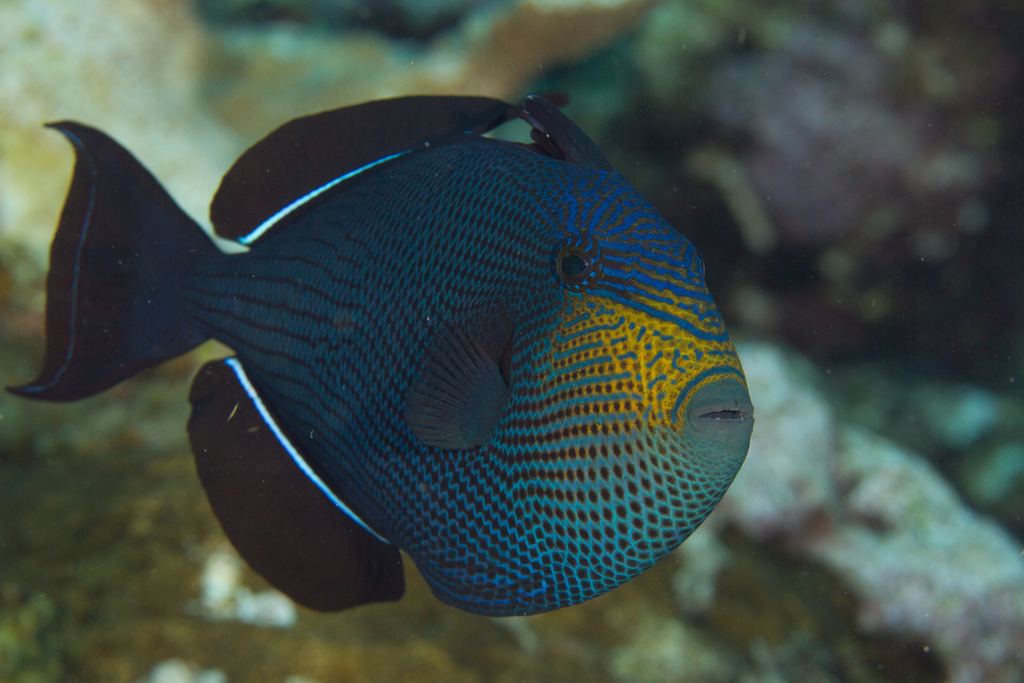 Black triggerfish Moving through the water