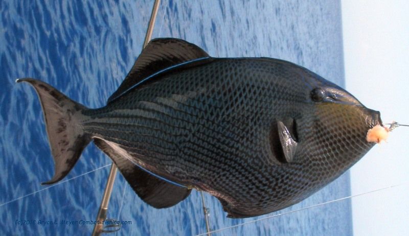 Black triggerfish being caught in nwater