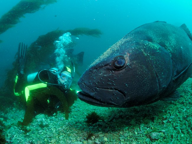 The black sea bass with a diver in the water