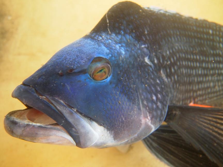 A black sea bass changing it sex