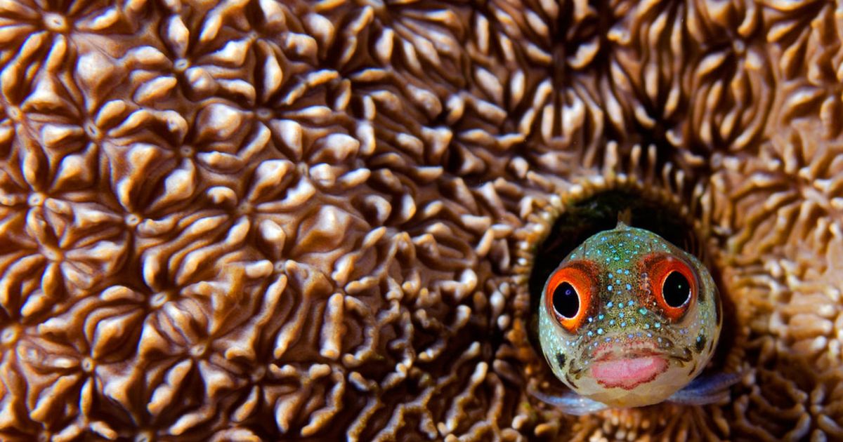 A Blenny fish coming out of its habitat