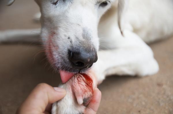 A dog licking his wound on the leg