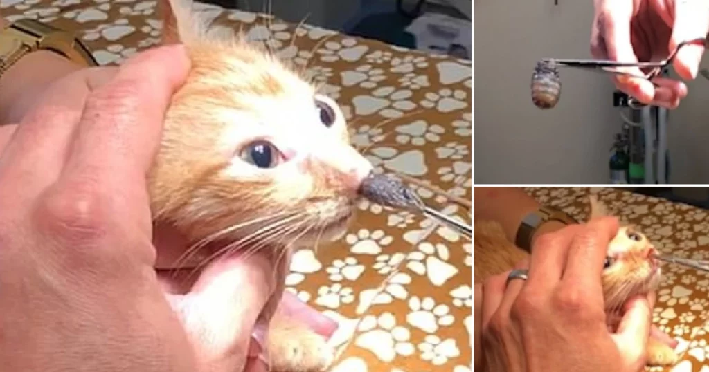 Botflies being removed the nose of a cat
