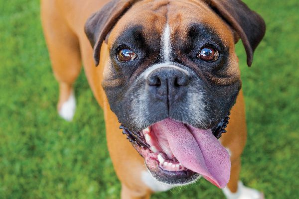 A boxer dog with it tongue outside