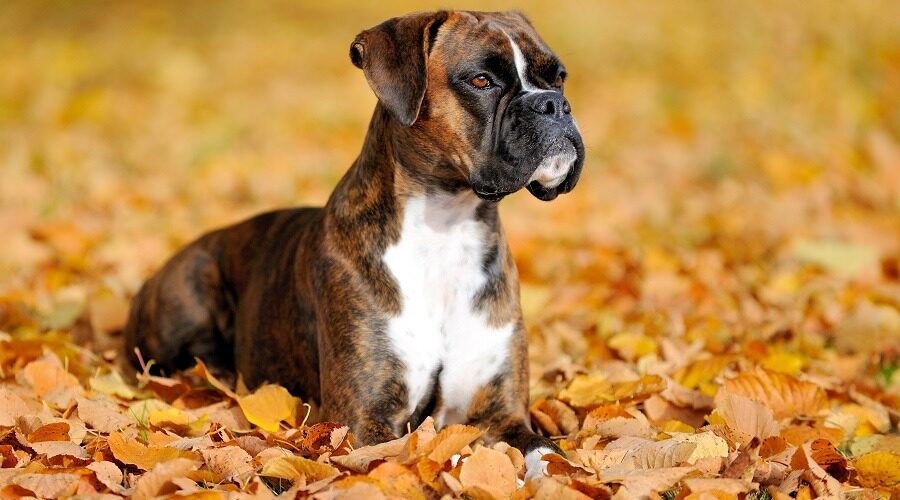 A boxer dog siting on the ground with leaves
