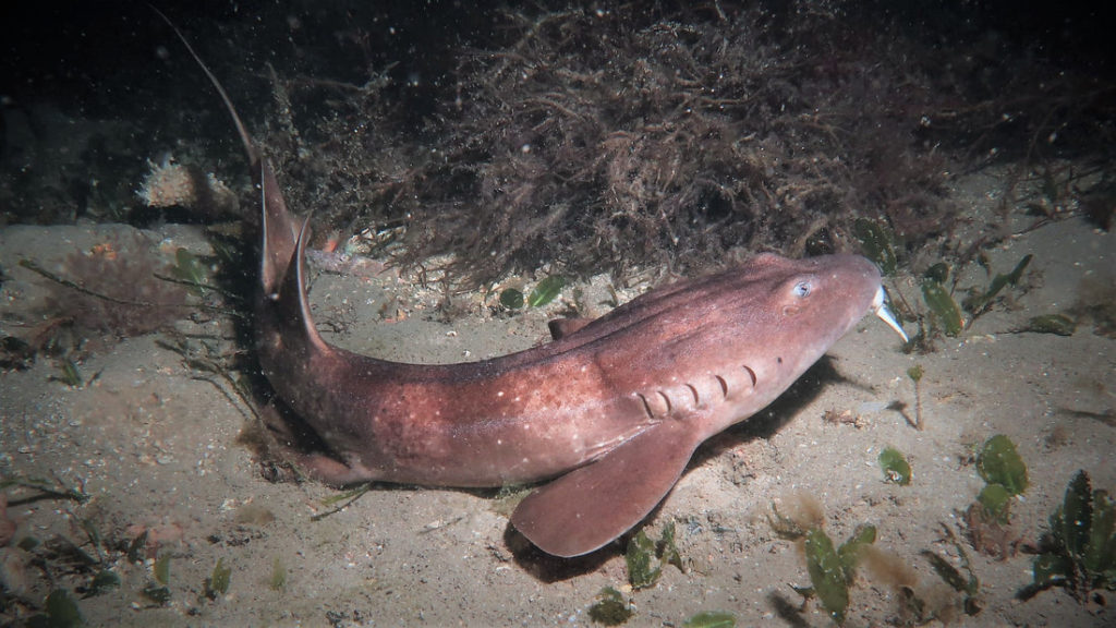 A blind shark at the bottom of the water