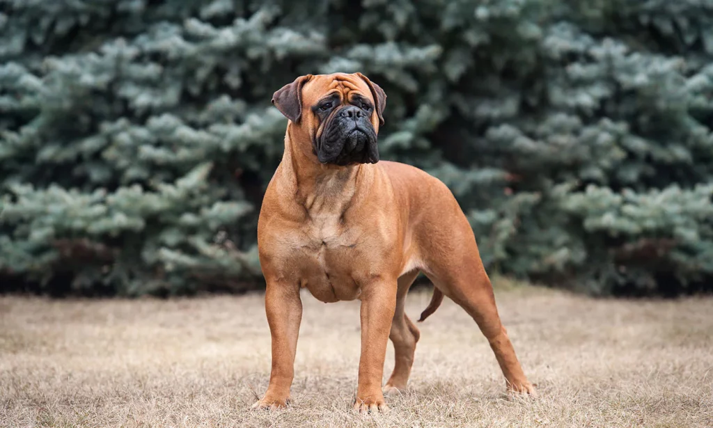 Bullmastiff Standing in the garden looking out for intruder