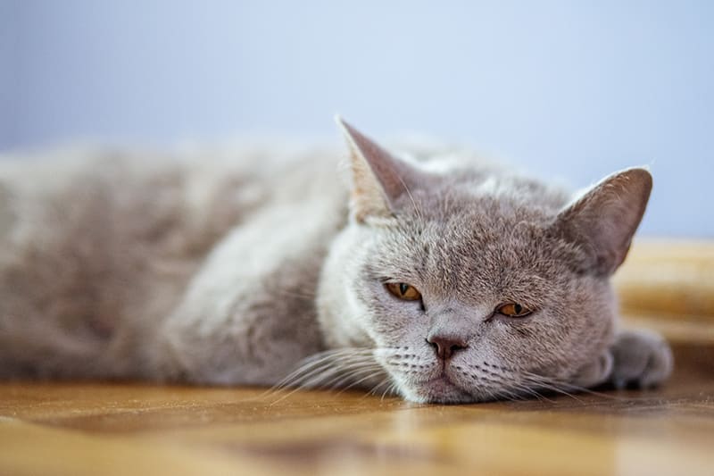 A cat with bacterial infection lying down 