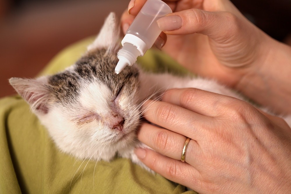 A cat receiving treatment from bacterial infection