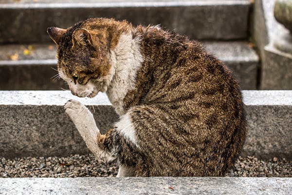 A cat with bacterial infection on the stairway