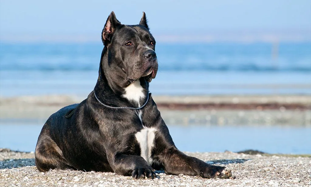 Cane corso dog breed sitting close to a water