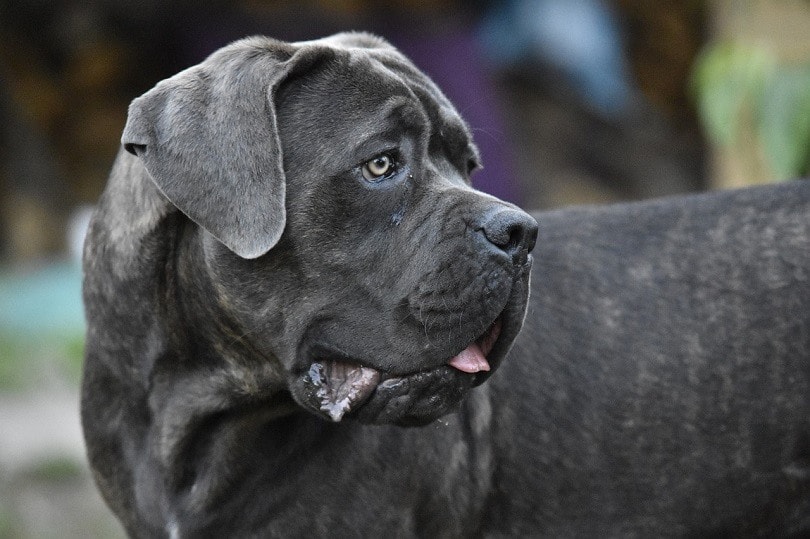 Black cane corso dog breed