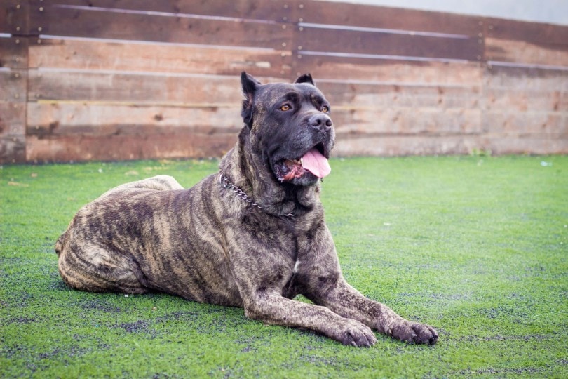 Cane corso dog lying on the grass at the yard