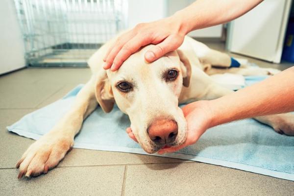A older dog with encephalitis receiving treatment