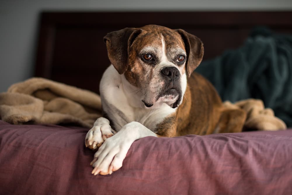 A dog with dementia on the bed