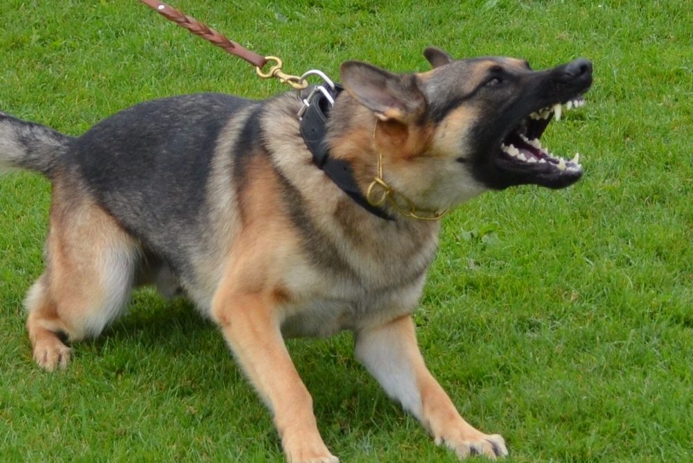 German shepherd dog barking aggressively
