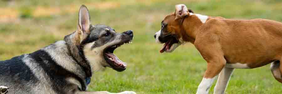 German shepherd displaying aggressive behaviour against other breed
