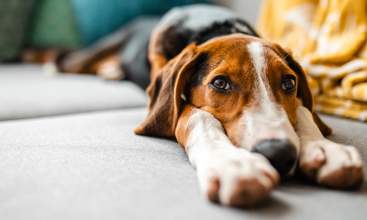Gastroesophageal reflux disease in dogs